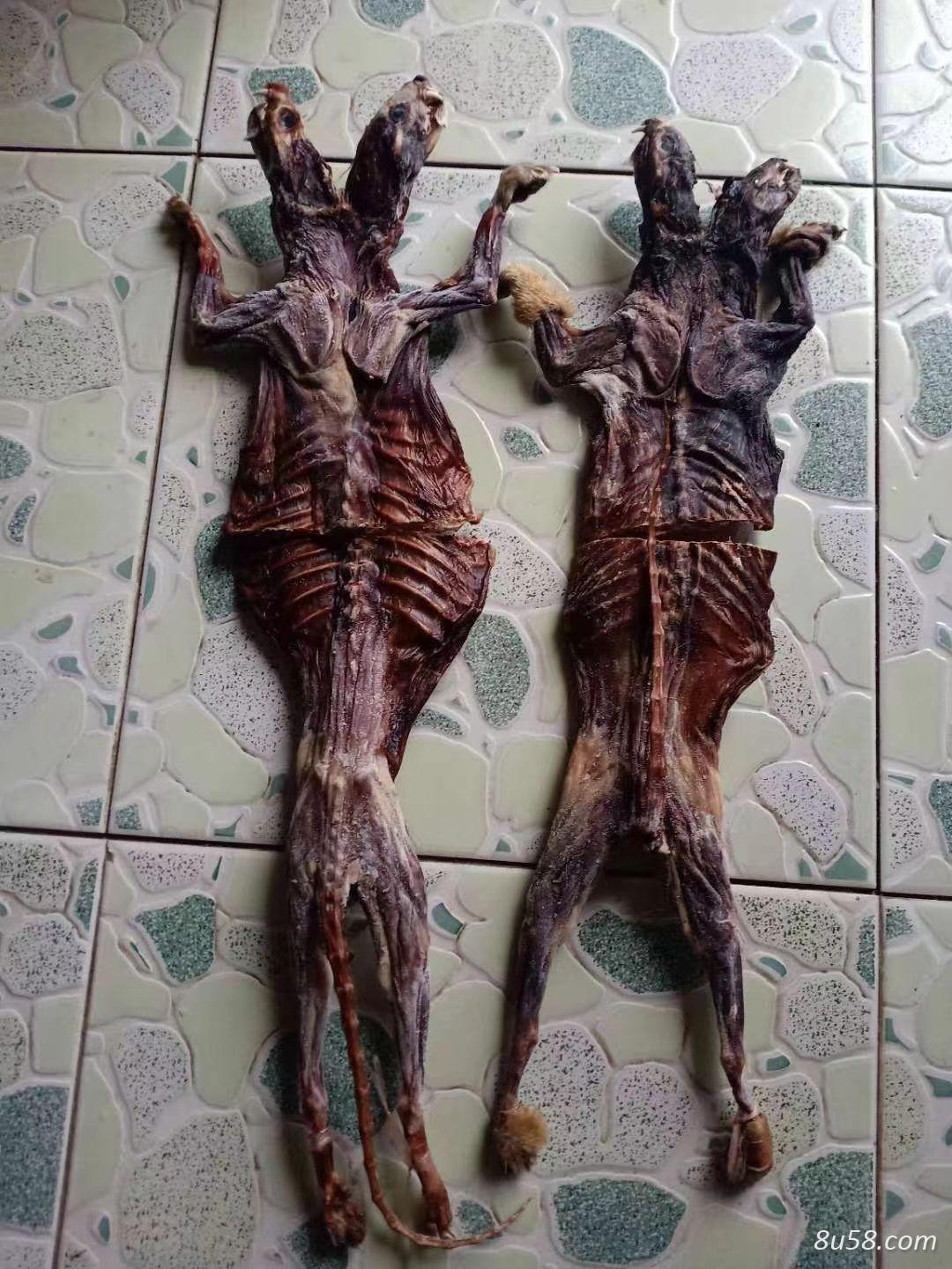 黄鼠狼骨架--孙国华