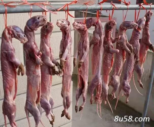 鼬鼠肉--养殖商家