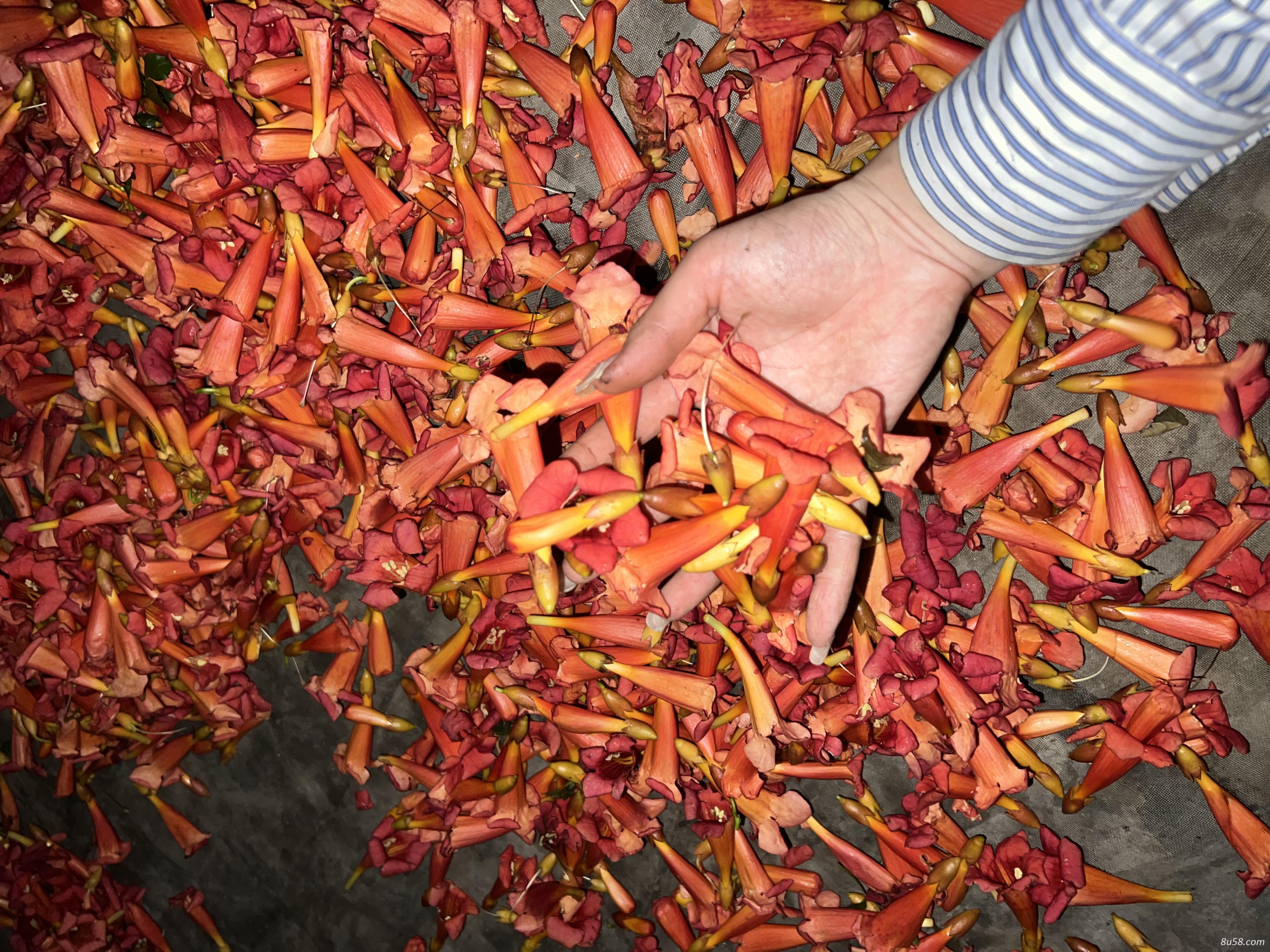 出售凌霄花干，树苗，树根