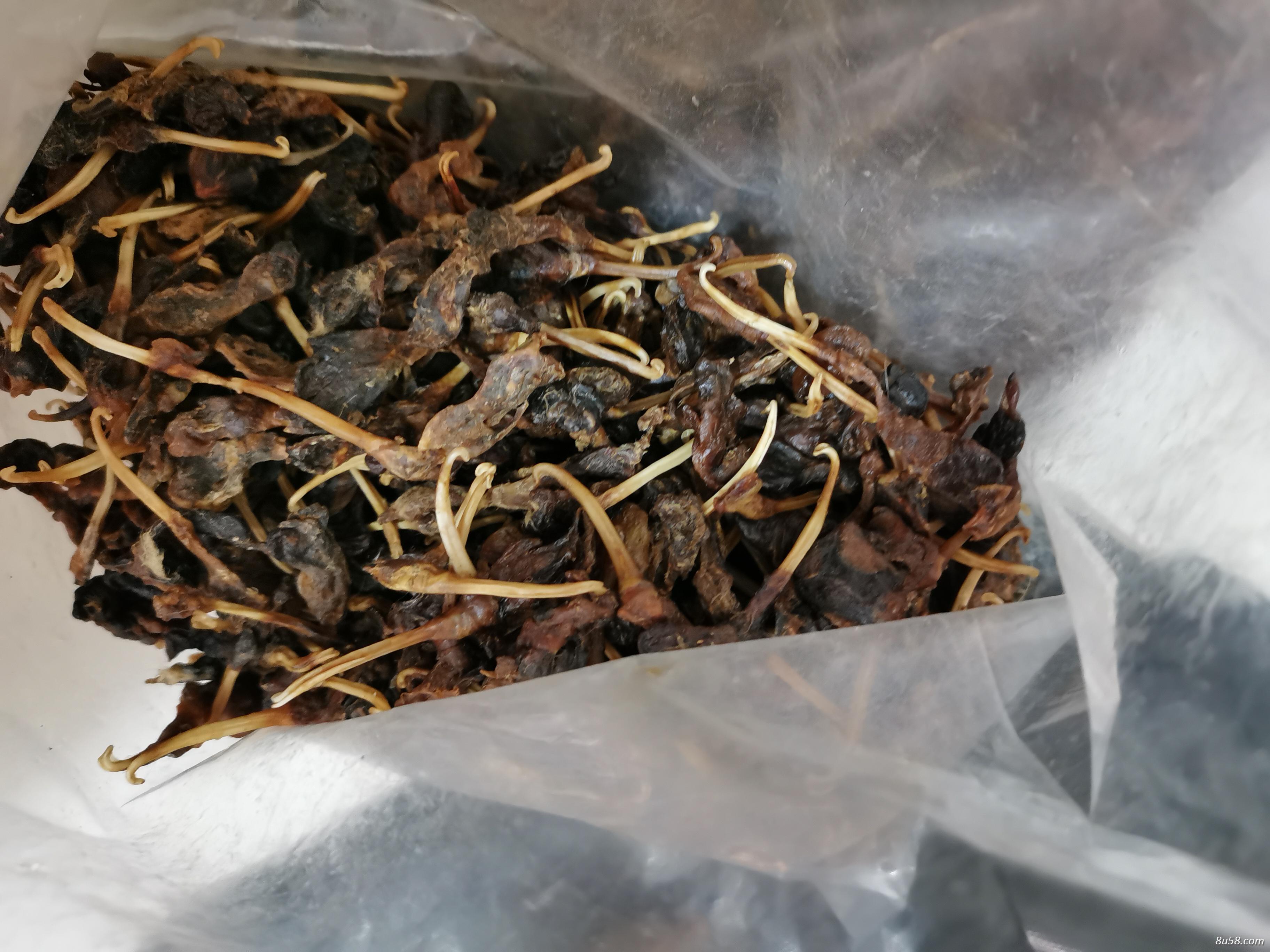 貂鞭,貂鼠鞭想买几根应去那里买,商家
