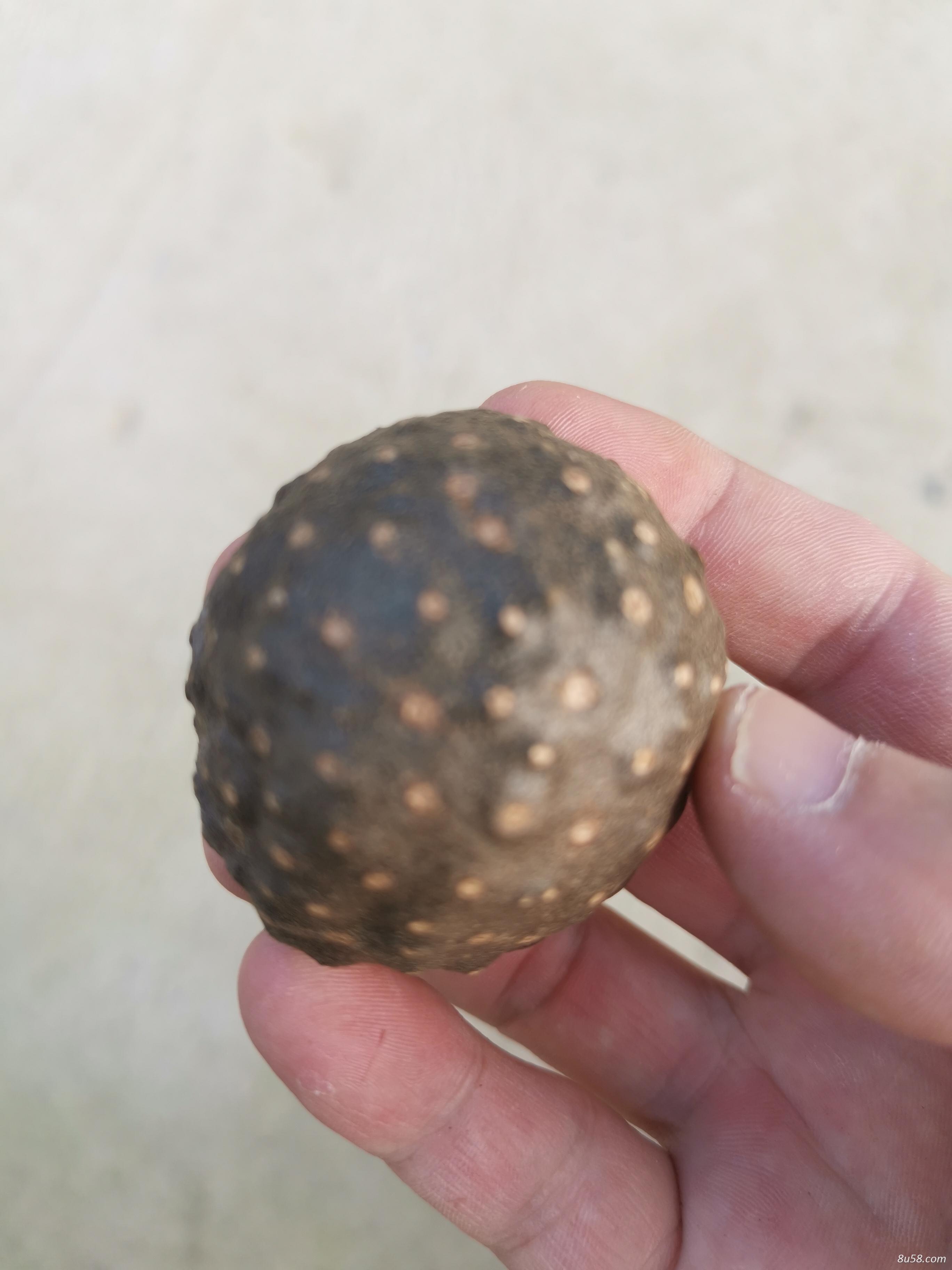 新鲜黄独子