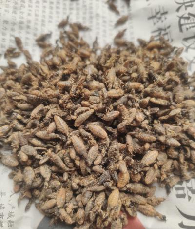蚁狮，金沙牛，倒退虫