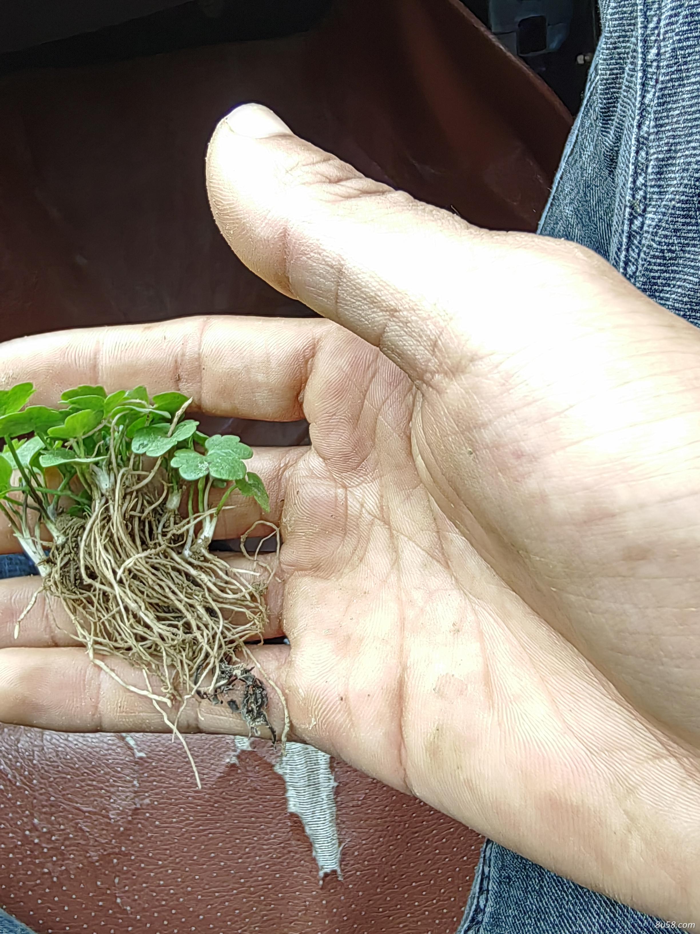 无菌技术培育 猫爪草苗木产地供应 无菌技术培育 猫爪草苗木产地供应