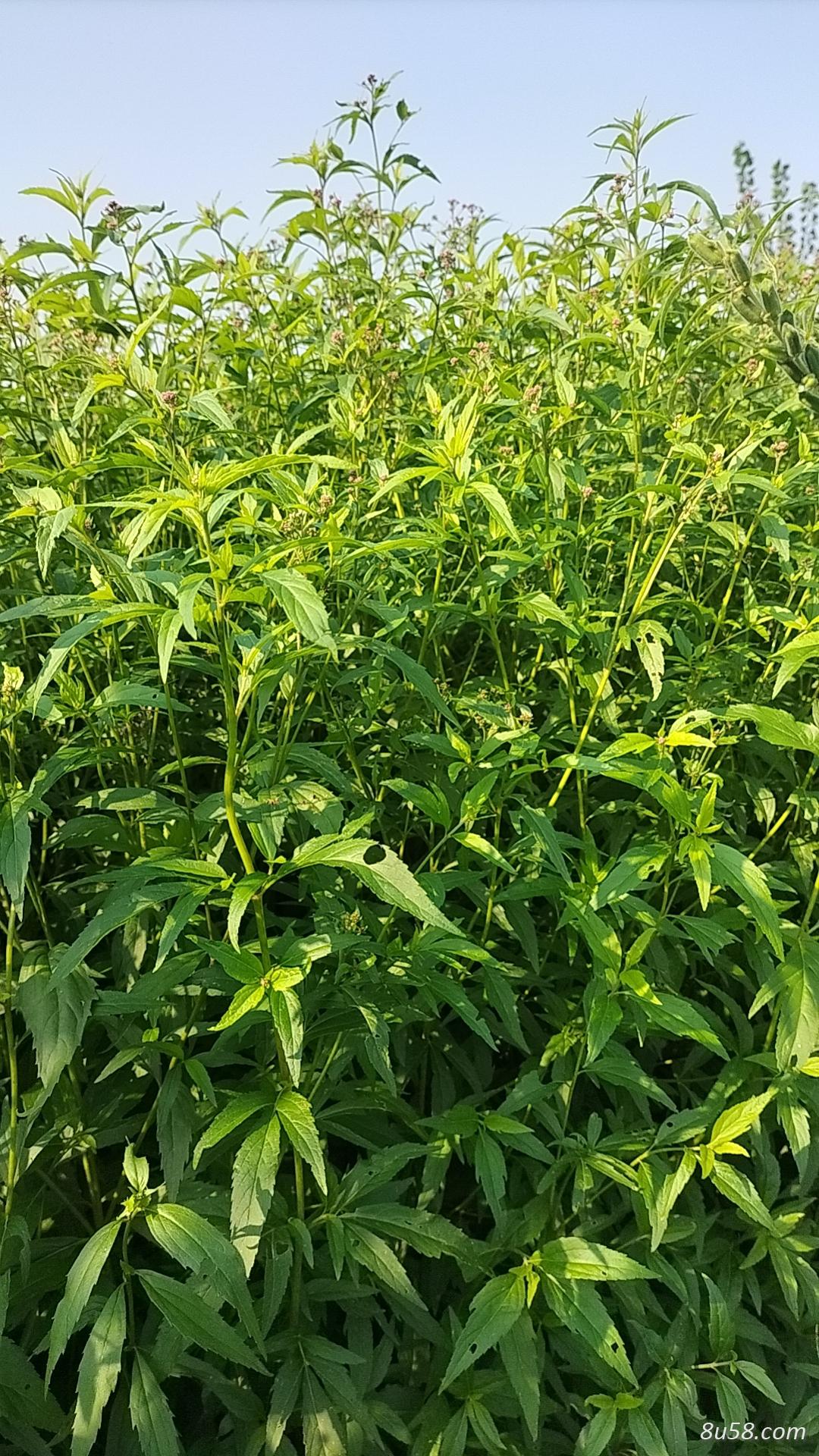 中药佩兰