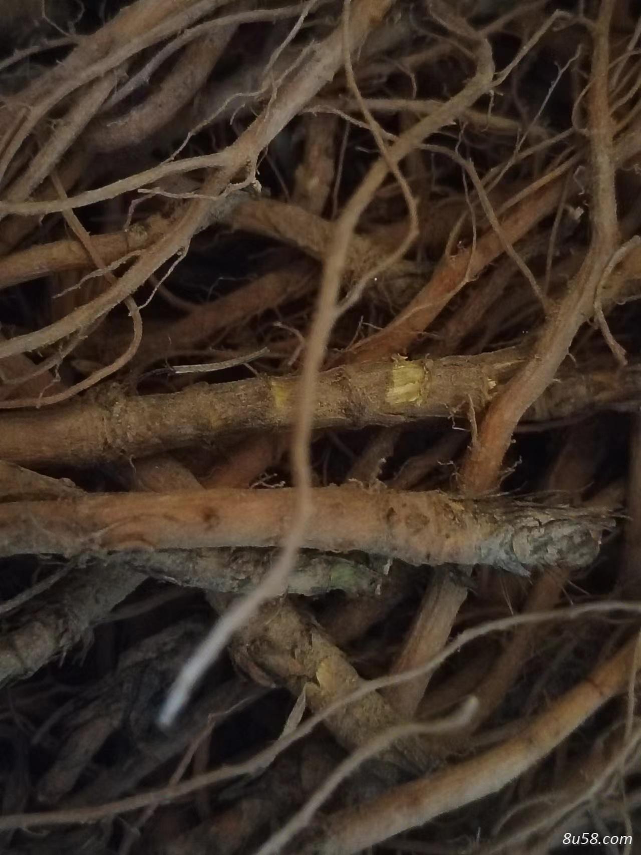当年挖的柴胡