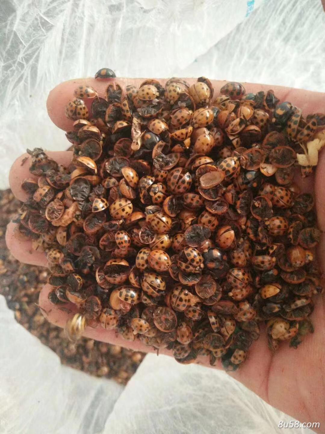 一只七星瓢虫,瓢虫,新媳妇,金龟子,七星瓢甲,七星花鸡卖怎样的价格-孙国华