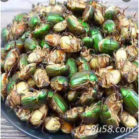 金龟子,蛴螬,苍虫,瞎闯子,瞎眼撞子,甲壳虫,臭龟子,黄虫那里有卖的-孙国华