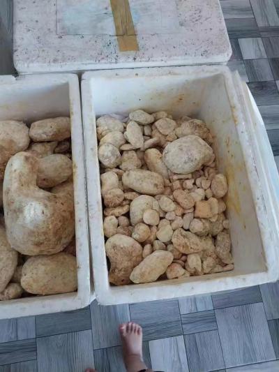 龙涎香 印度尼西亚进口