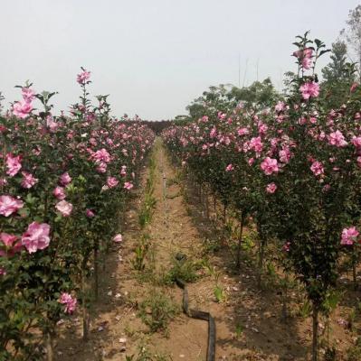 木槿苗价格表 内蒙古木槿苗  木槿苗多少钱一颗