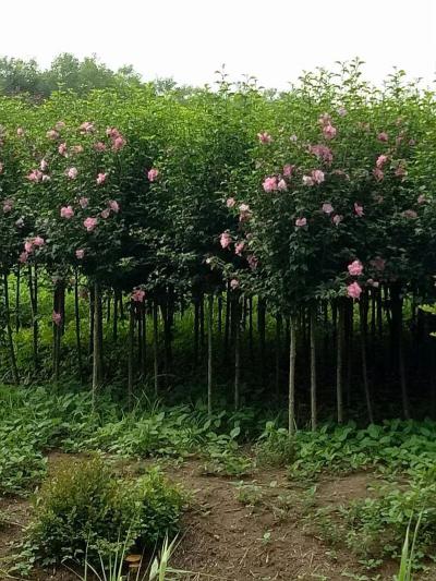 木槿树便宜 木槿树质量好  木槿多少钱 哪里有出售