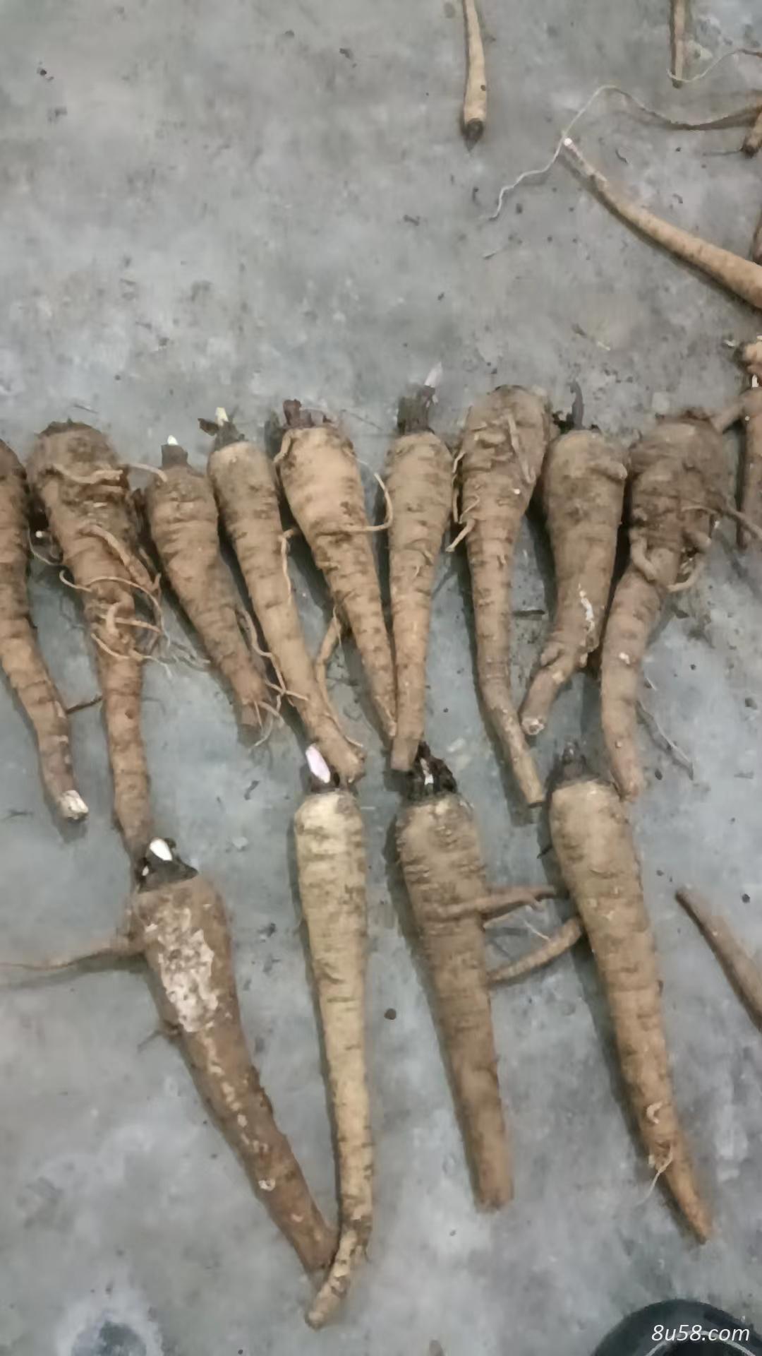 白芷