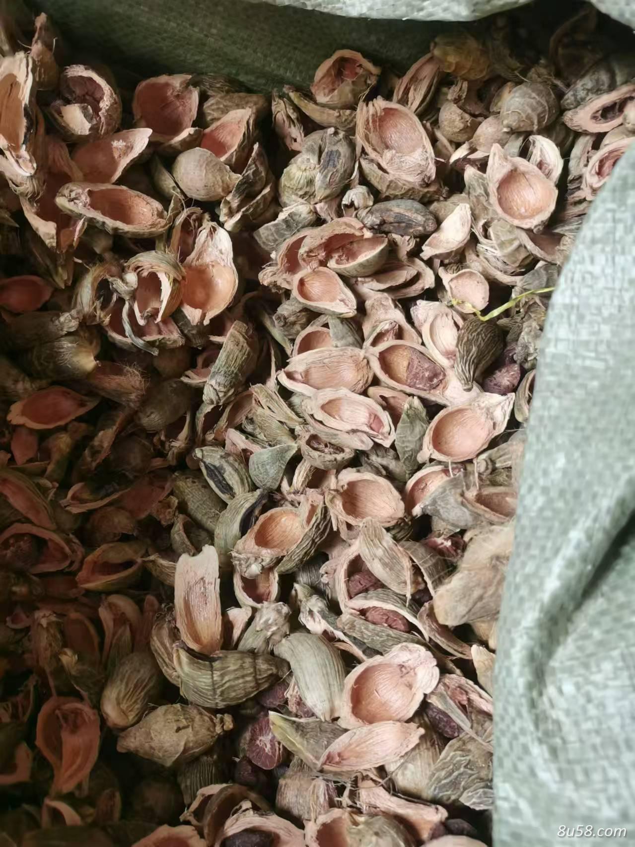 大腹皮