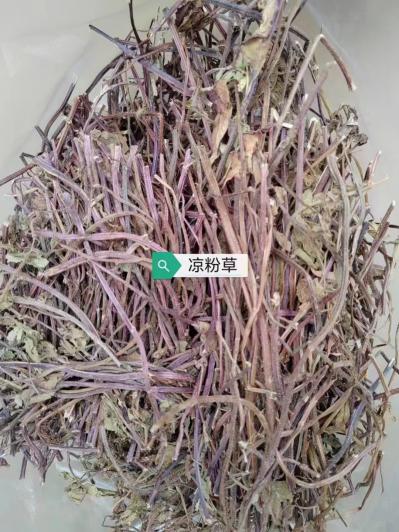凉粉草