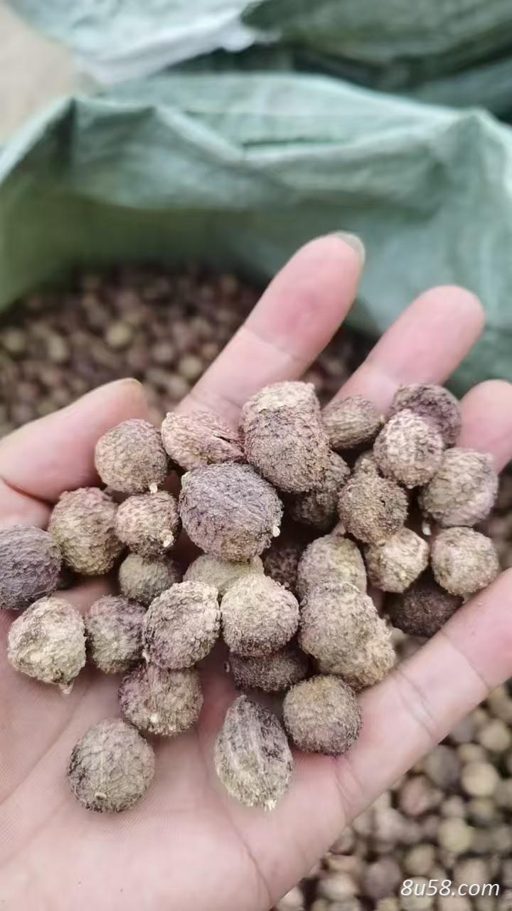 阳春砂