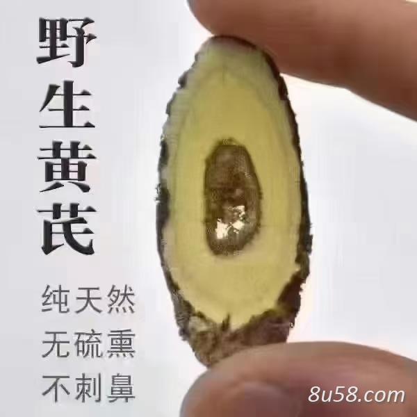 野生黄芪