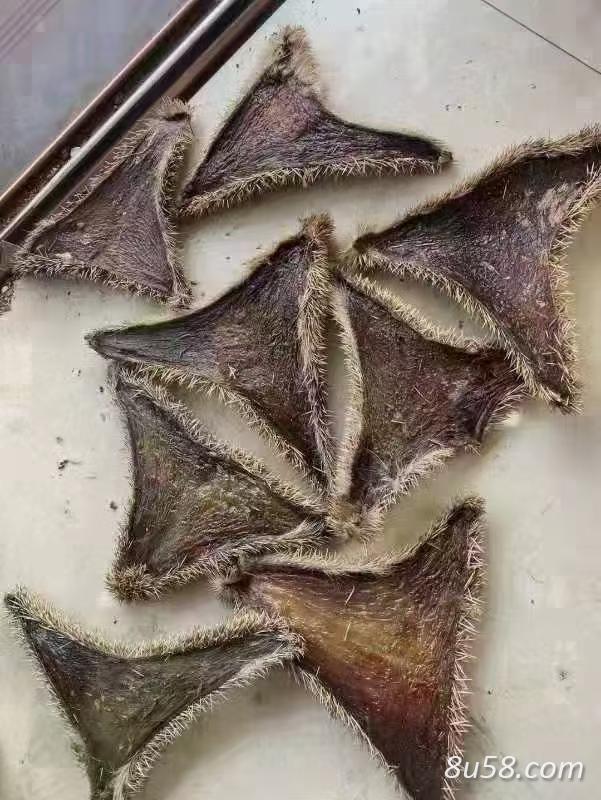 刺猬皮（炒）