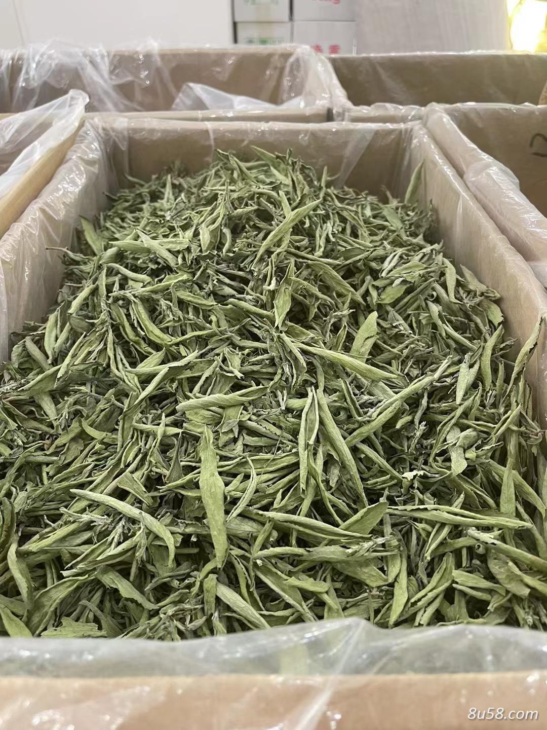 甜叶菊