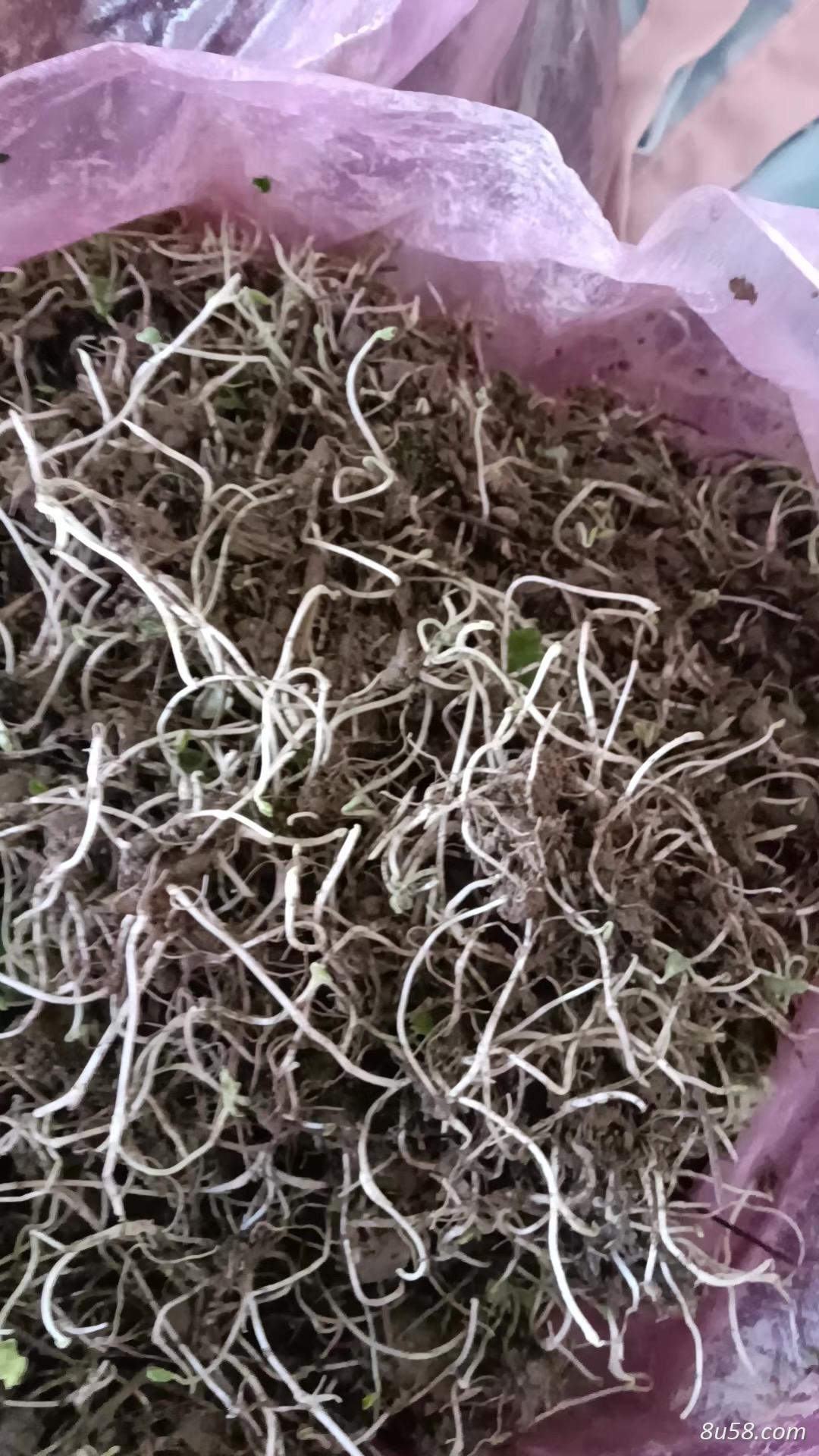 湖南野生猫爪草