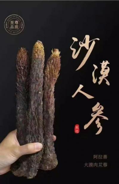 肉苁蓉