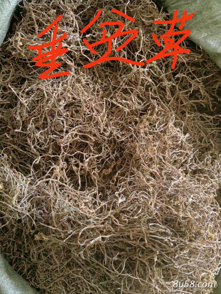 垂盆草