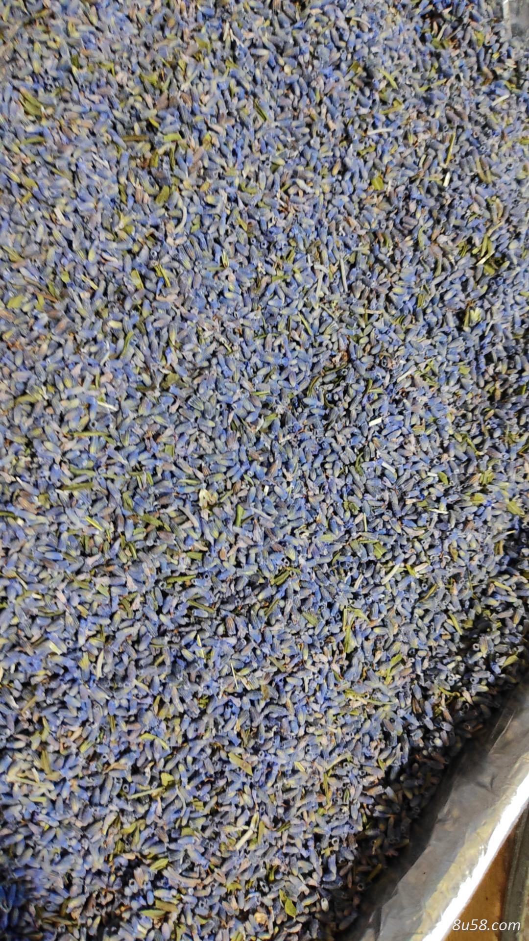薰衣草