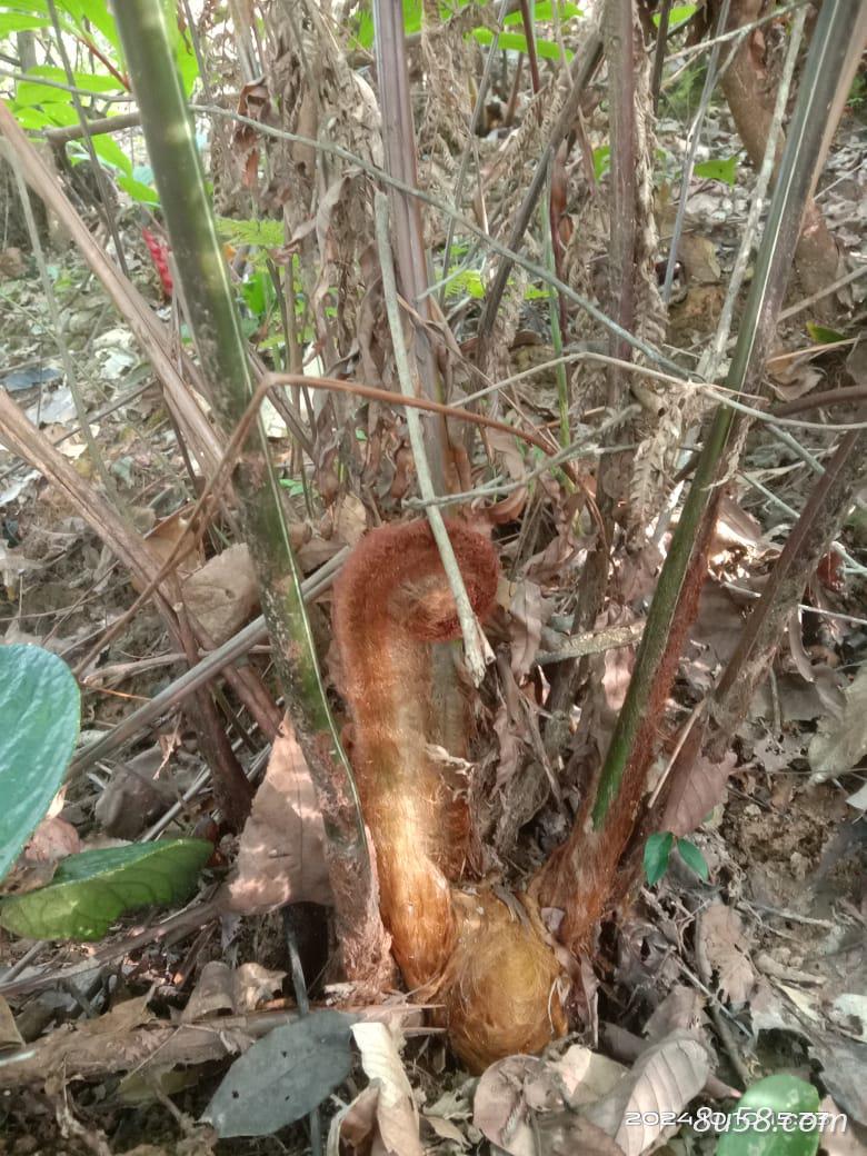 金毛狗脊，量大手续齐全，有需求的来诚聊