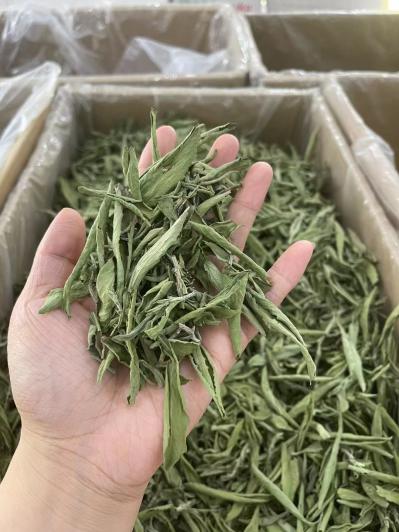 甜叶菊