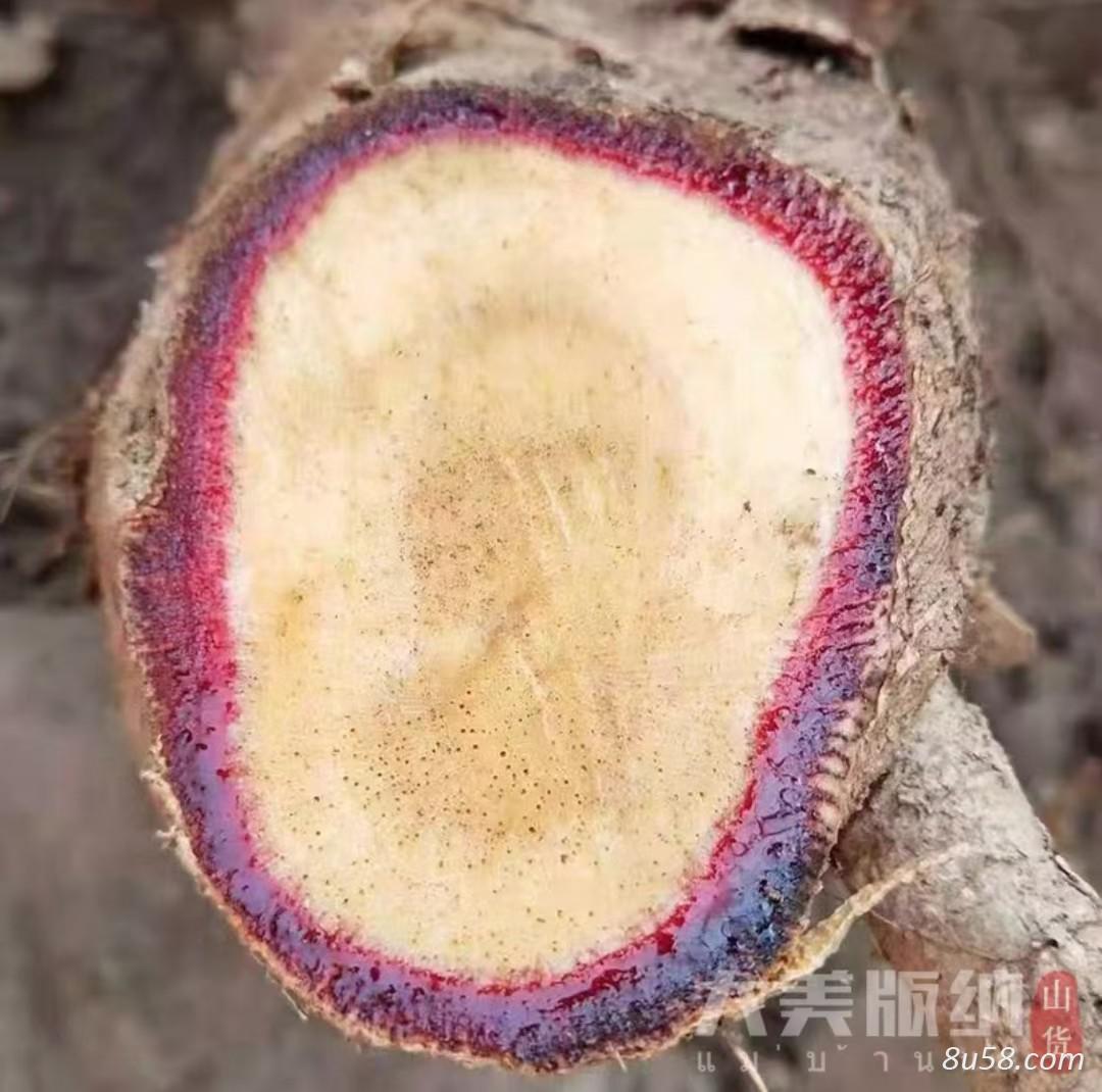 红葛根