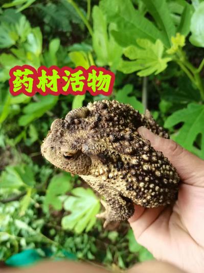 活癞蛤蟆，活蟾蜍，活赖格宝