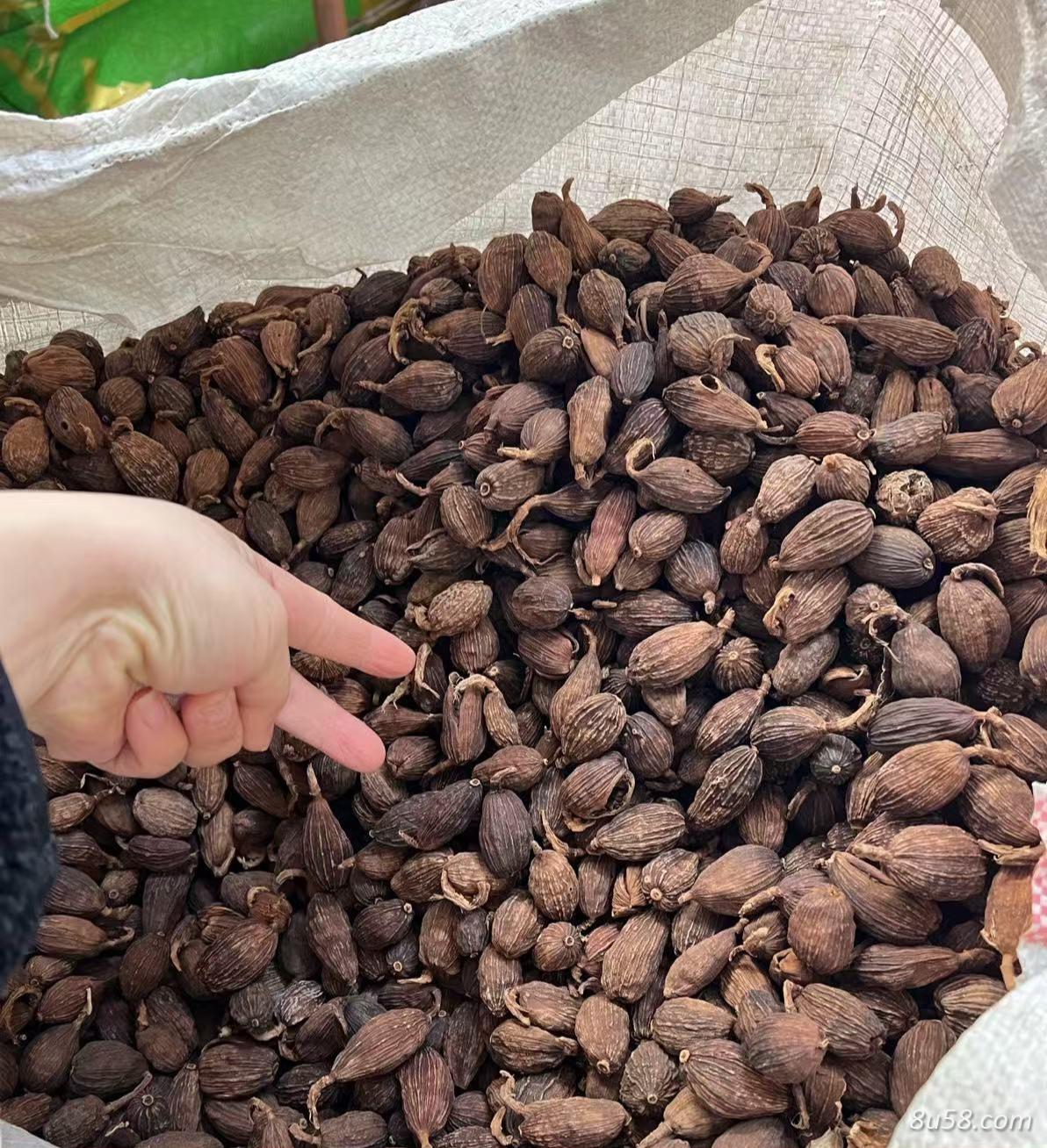 草果