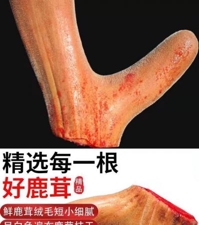 梅花鹿茸二杠