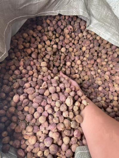 壳砂