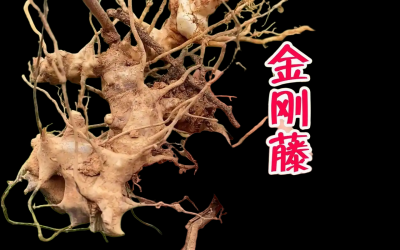 新鲜金刚藤