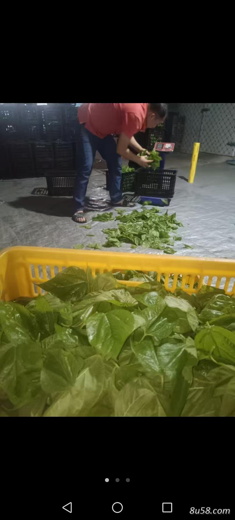 【万亩基地直供】新鲜桑叶+生态金蝉组合供应|中药材/食品/饲料/养殖多用途|源头直发 【万亩基地直供】新鲜桑叶+生态金蝉组合供应|中药材/食品/饲料/养殖多用途|源头直发