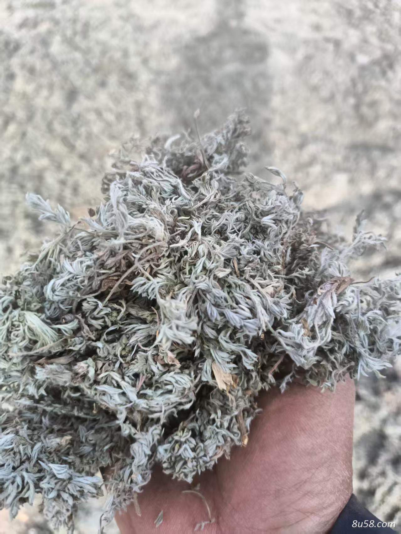 茵陈供应