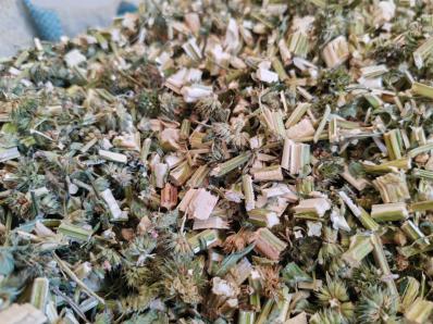 益母草