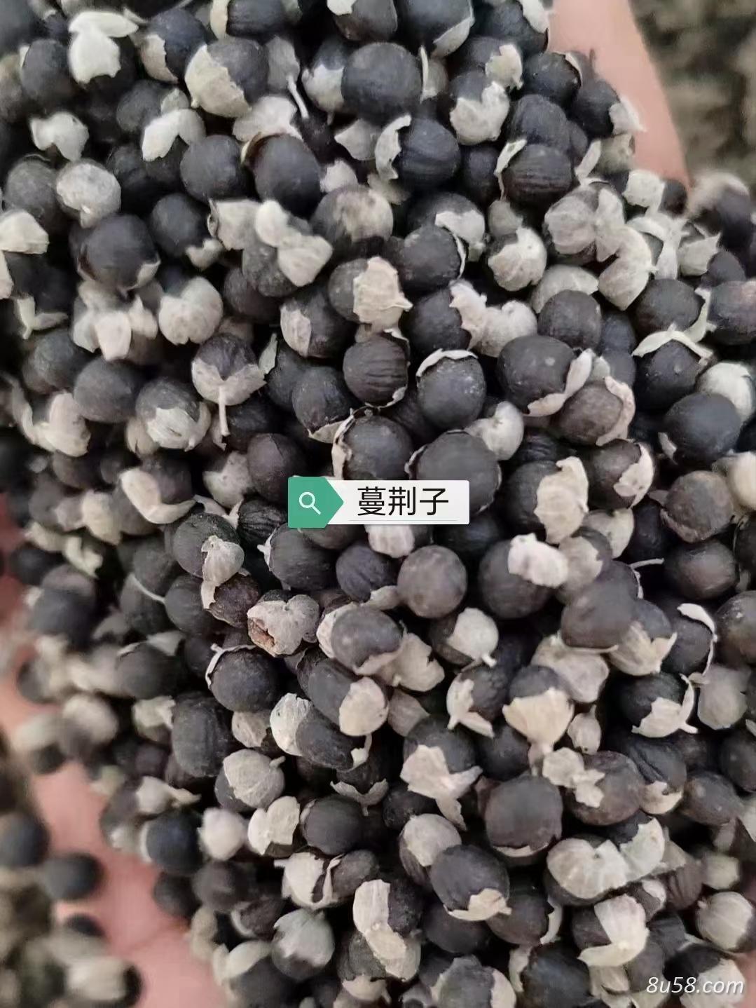 蔓荆子