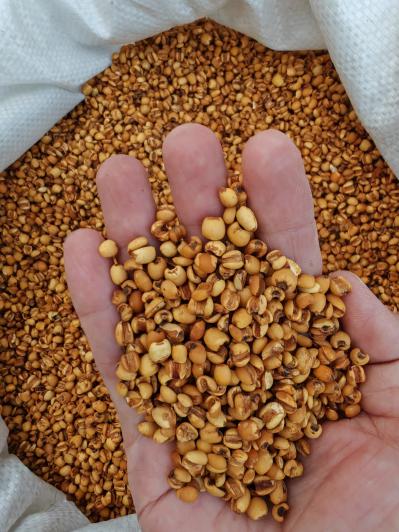 麸炒薏米