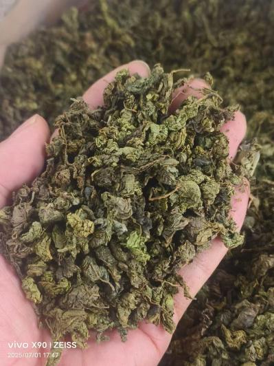 桑叶茶