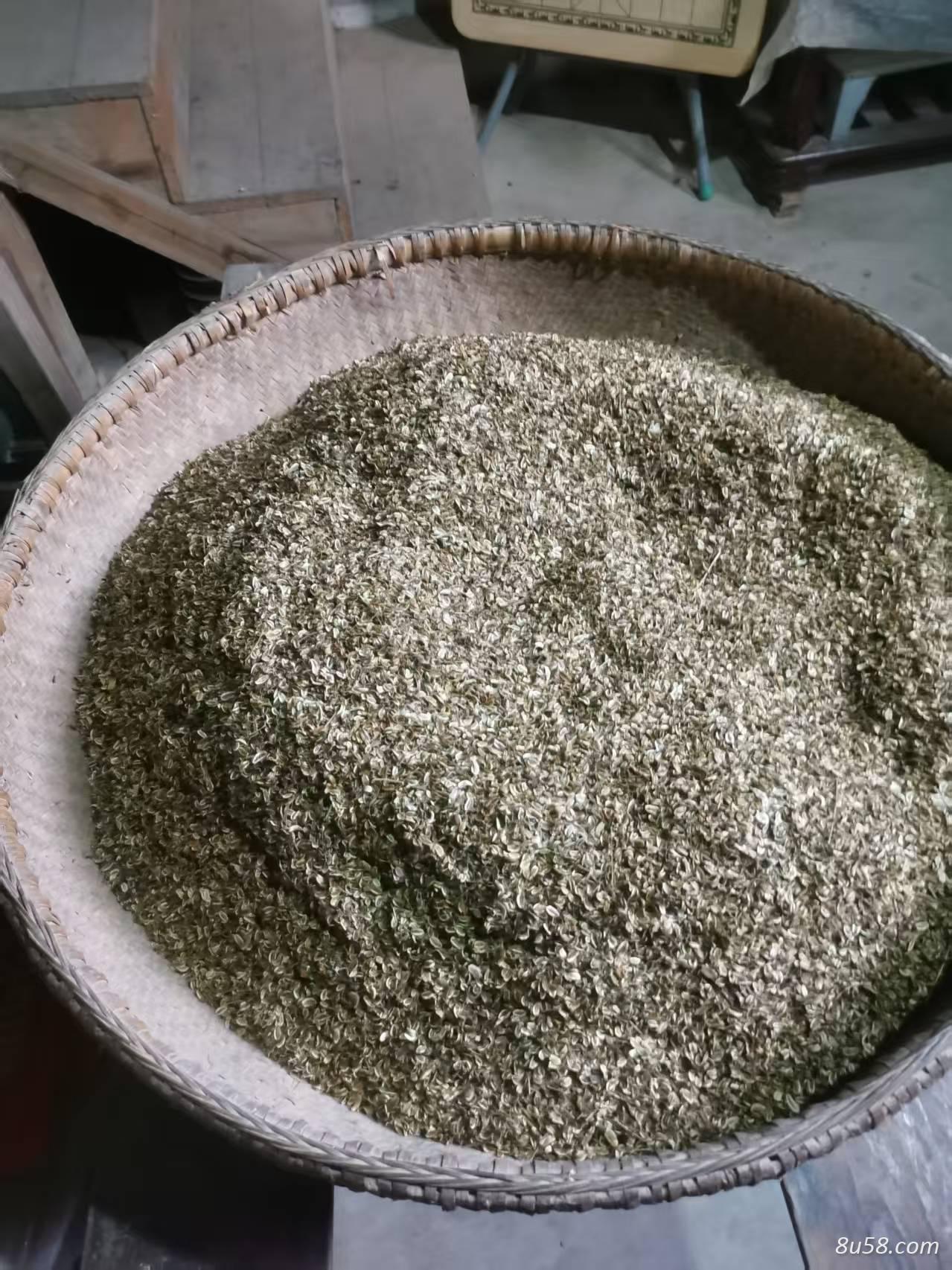 精选优质白花前胡种子