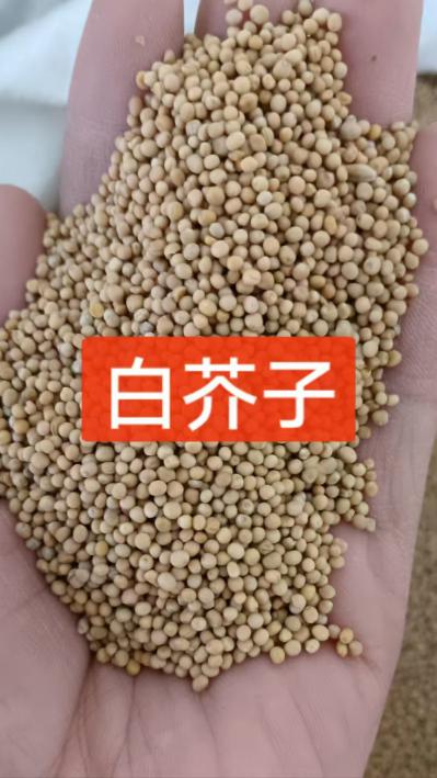 白芥子