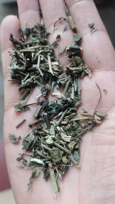 偏门药材鸡娃草哪里能买到 谁家卖正宗鸡娃草？买药材到安国