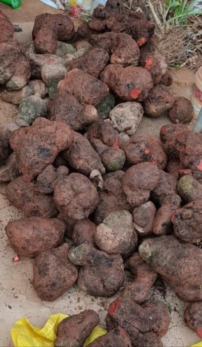 纯野生红肉薯莨大量现货量大更便宜