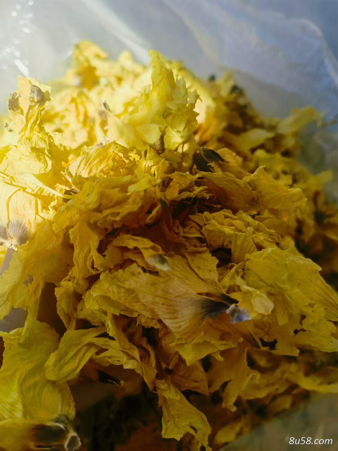 黄蜀葵花