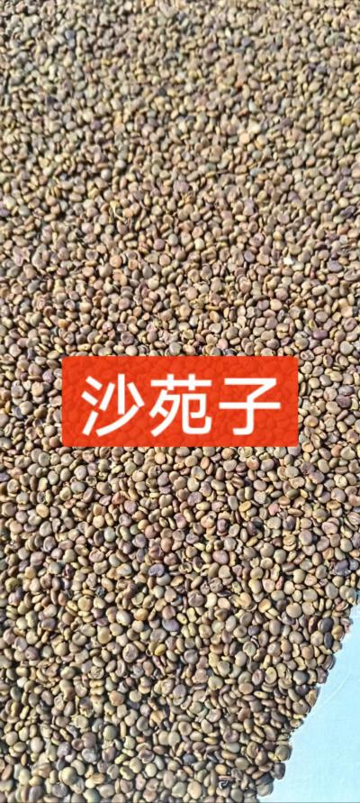 沙苑子