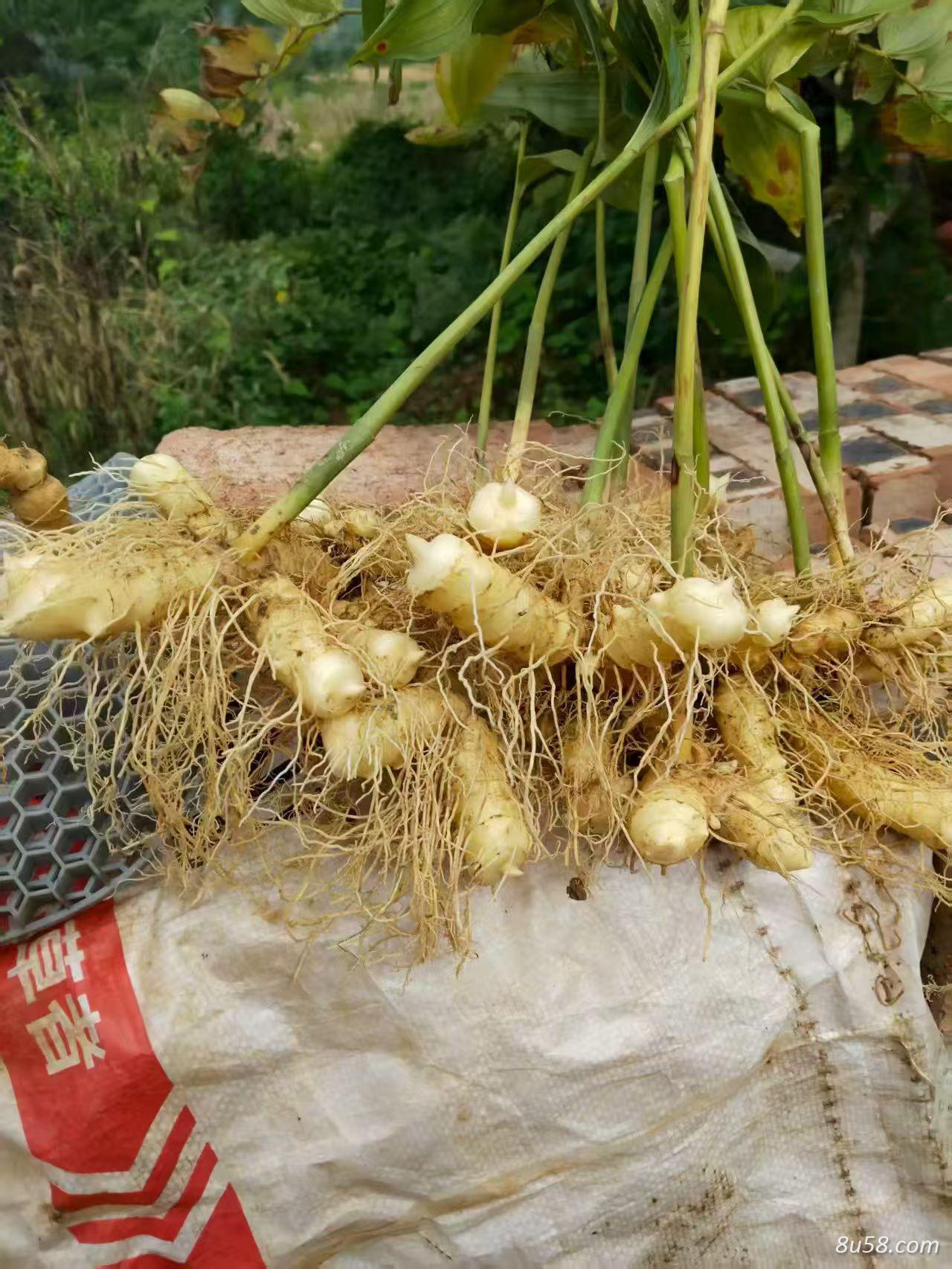 高品质猪屎尾玉竹种苗出售