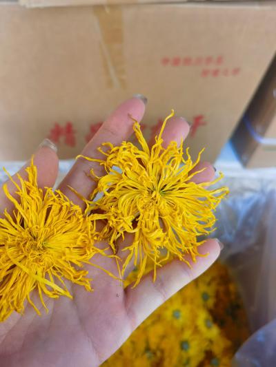 金丝皇菊