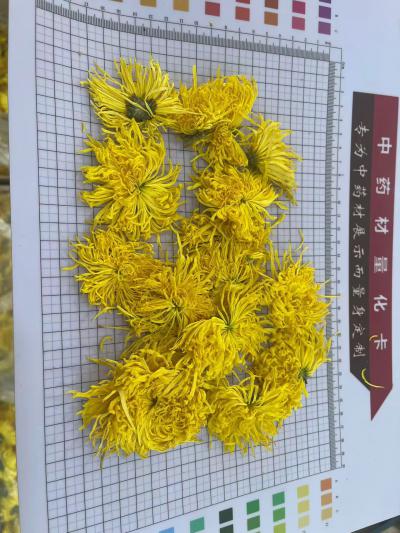 金丝皇菊