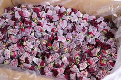 冻干墨红玫瑰