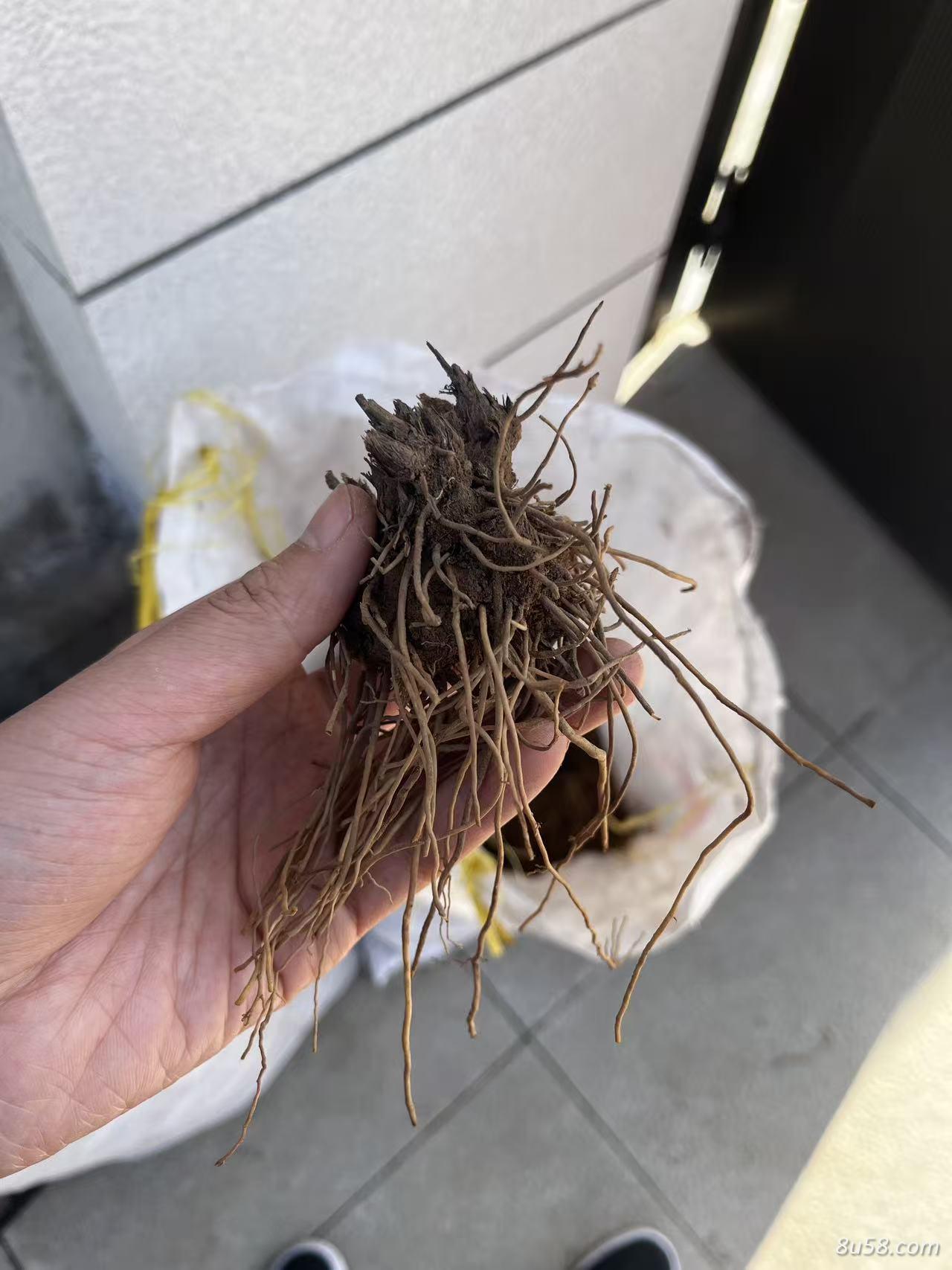 北苍术苗苍术种苗朱砂点易成活承德